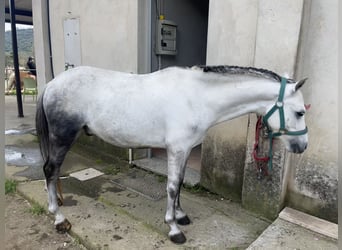 More ponies/small horses, Gelding, 5 years, 11.1 hh, Gray