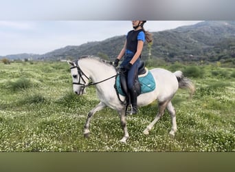 More ponies/small horses, Gelding, 5 years, 11.1 hh, Gray
