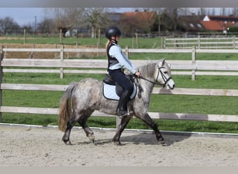More ponies/small horses, Gelding, 5 years, 11.1 hh, Grey-Blue-Tan