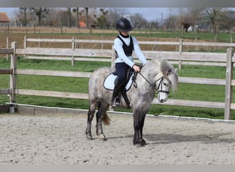 More ponies/small horses, Gelding, 5 years, 11.1 hh, Grey-Blue-Tan