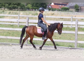 More ponies/small horses, Gelding, 5 years, 11.2 hh, Brown