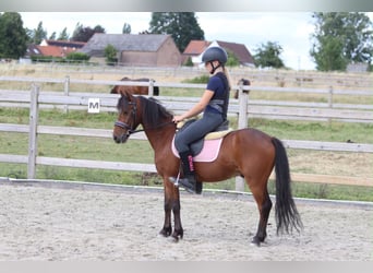 More ponies/small horses, Gelding, 5 years, 11.2 hh, Brown