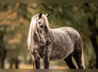 More ponies/small horses, Gelding, 5 years, 11 hh, Grey