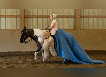 More ponies/small horses, Gelding, 5 years, 11 hh, Pinto