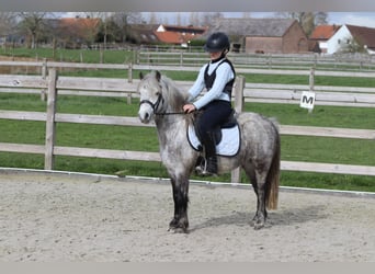 More ponies/small horses, Gelding, 5 years, 11,1 hh, Grey-Blue-Tan