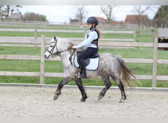 More ponies/small horses, Gelding, 5 years, 11,1 hh, Grey-Blue-Tan