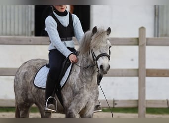 More ponies/small horses, Gelding, 5 years, 11,1 hh, Grey-Blue-Tan