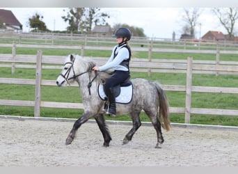 More ponies/small horses, Gelding, 5 years, 11,1 hh, Grey-Blue-Tan