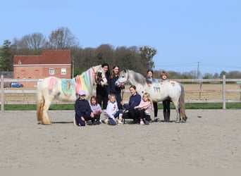 More ponies/small horses, Gelding, 5 years, 11,1 hh, Grey-Blue-Tan