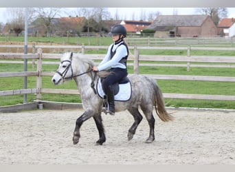 More ponies/small horses, Gelding, 5 years, 11,1 hh, Grey-Blue-Tan