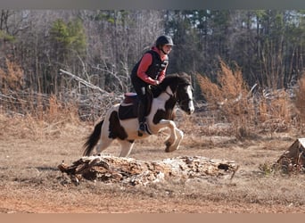 More ponies/small horses, Gelding, 5 years, 11,3 hh, Pinto