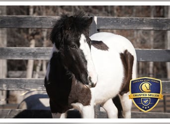 More ponies/small horses, Gelding, 5 years, 11,3 hh