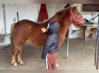 More ponies/small horses, Gelding, 5 years, 12.1 hh, Chestnut-Red