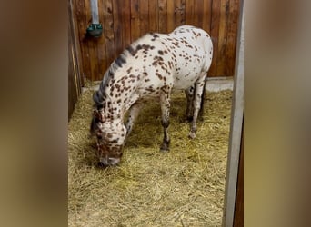 More ponies/small horses, Gelding, 5 years, 12.1 hh, Leopard-Piebald