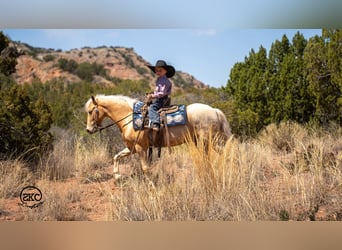 More ponies/small horses, Gelding, 5 years, 12.1 hh, Palomino