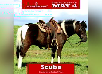 More ponies/small horses, Gelding, 5 years, 12.1 hh, Pinto