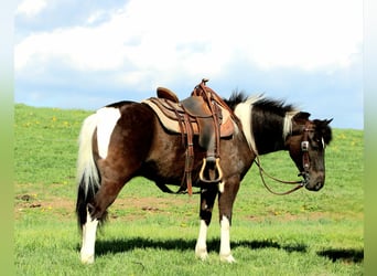 More ponies/small horses, Gelding, 5 years, 12.1 hh, Pinto
