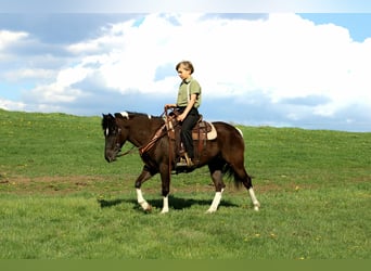 More ponies/small horses, Gelding, 5 years, 12.1 hh, Pinto