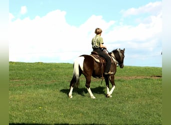 More ponies/small horses, Gelding, 5 years, 12.1 hh, Pinto