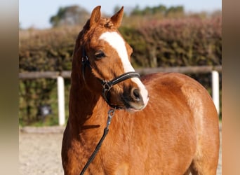 More ponies/small horses, Gelding, 5 years, 12.2 hh, Chestnut-Red