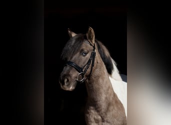 More ponies/small horses, Gelding, 5 years, 12.2 hh, Pinto