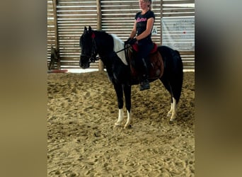 More ponies/small horses, Gelding, 5 years, 12.2 hh, Pinto