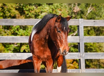 More ponies/small horses, Gelding, 5 years, 12.2 hh, Pinto