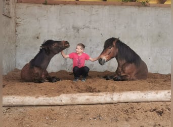 More ponies/small horses, Gelding, 5 years, 12.3 hh, Brown