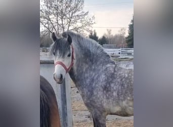 More ponies/small horses, Gelding, 5 years, 12.3 hh, Grey-Dapple
