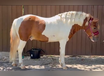 More ponies/small horses, Gelding, 5 years, 12 hh, Pinto