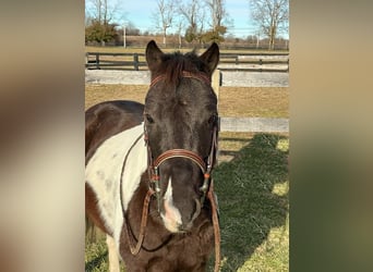More ponies/small horses, Gelding, 5 years, 12 hh, Tobiano-all-colors