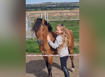 More ponies/small horses, Gelding, 5 years, 12,1 hh, Dun