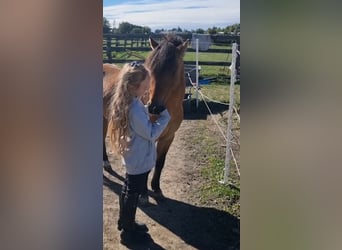 More ponies/small horses, Gelding, 5 years, 12,1 hh, Dun