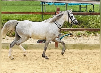 More ponies/small horses, Gelding, 5 years, 12,1 hh, Gray-Dapple