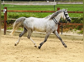 More ponies/small horses, Gelding, 5 years, 12,1 hh, Gray-Dapple