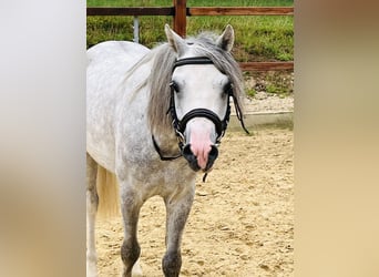 More ponies/small horses, Gelding, 5 years, 12,1 hh, Gray-Dapple