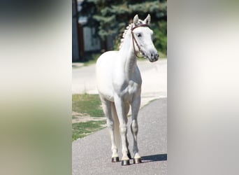 More ponies/small horses, Gelding, 5 years, 12,1 hh, Grey