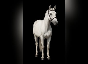 More ponies/small horses, Gelding, 5 years, 12,1 hh, Grey