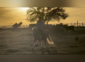 More ponies/small horses, Gelding, 5 years, 12,1 hh, Pinto