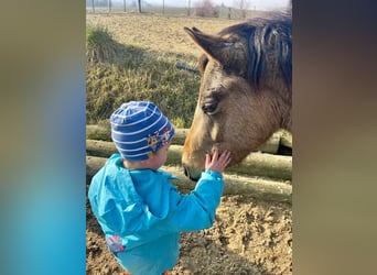 More ponies/small horses, Gelding, 5 years, 12,2 hh, Buckskin