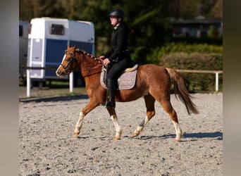 More ponies/small horses, Gelding, 5 years, 12,2 hh, Chestnut-Red