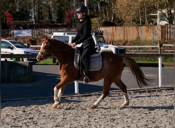 More ponies/small horses, Gelding, 5 years, 12,2 hh, Chestnut-Red