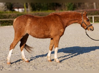 More ponies/small horses, Gelding, 5 years, 12,2 hh, Chestnut-Red