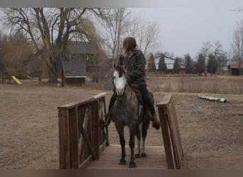 More ponies/small horses, Gelding, 5 years, 12,2 hh, Grey