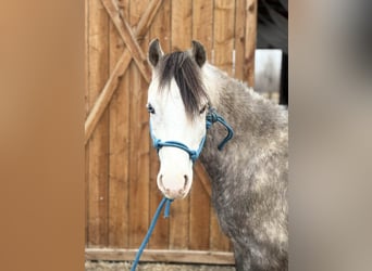 More ponies/small horses, Gelding, 5 years, 12,2 hh, Grey