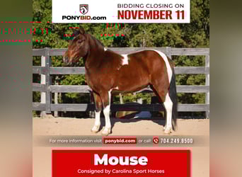 More ponies/small horses, Gelding, 5 years, 12,2 hh, Pinto