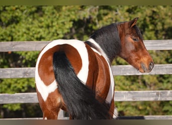 More ponies/small horses, Gelding, 5 years, 12,2 hh, Pinto