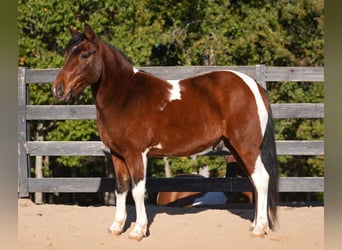 More ponies/small horses, Gelding, 5 years, 12,2 hh, Pinto