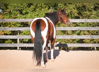 More ponies/small horses, Gelding, 5 years, 12,2 hh, Pinto