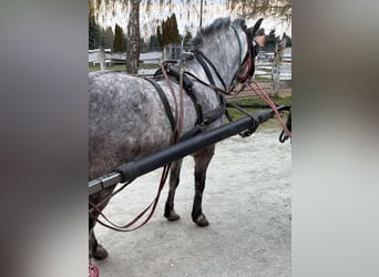 More ponies/small horses, Gelding, 5 years, 12,3 hh, Grey-Dapple
